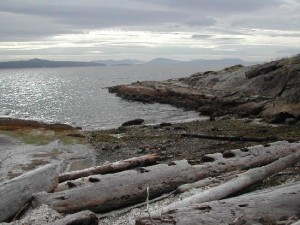 Cedar shoreline