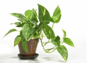 Cowichan Valley eco-friendly home maintenance
